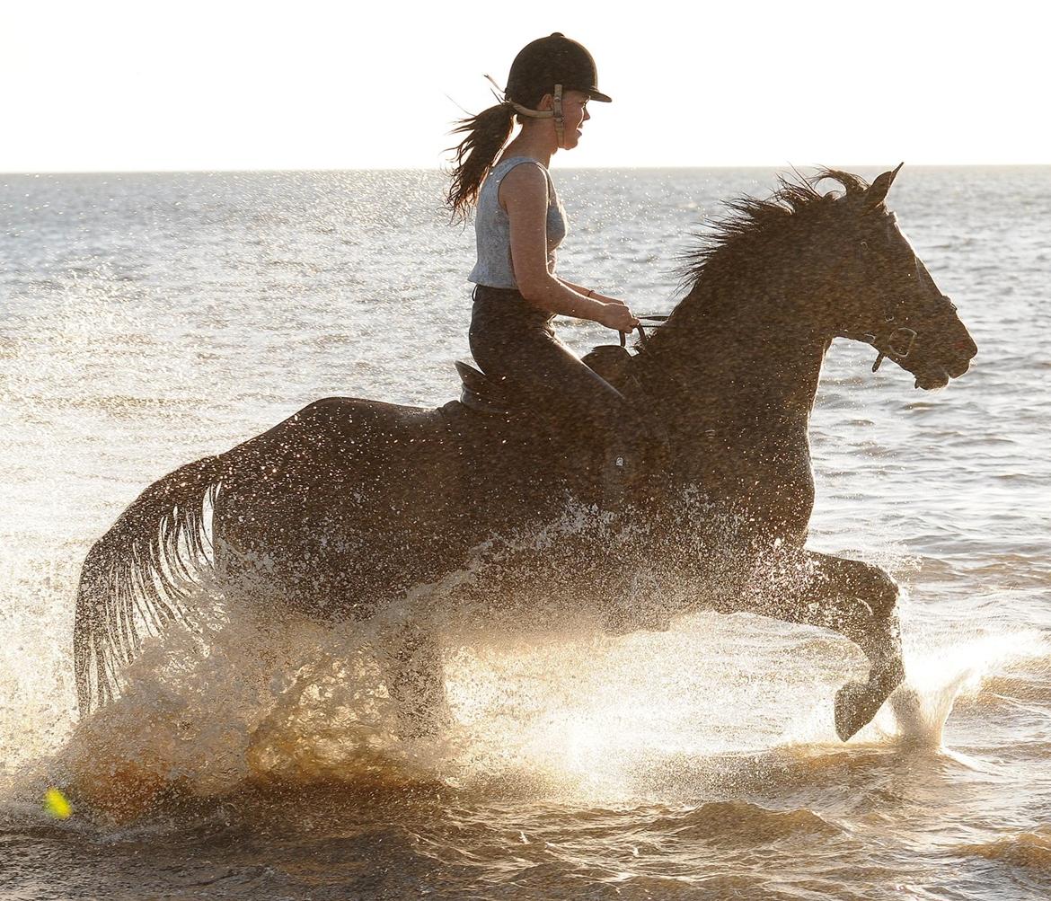 New Forest Elmholts Bravur  billede 14