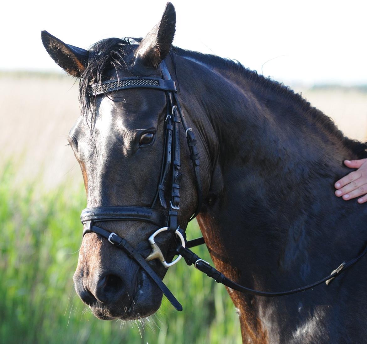 New Forest Elmholts Bravur  billede 1