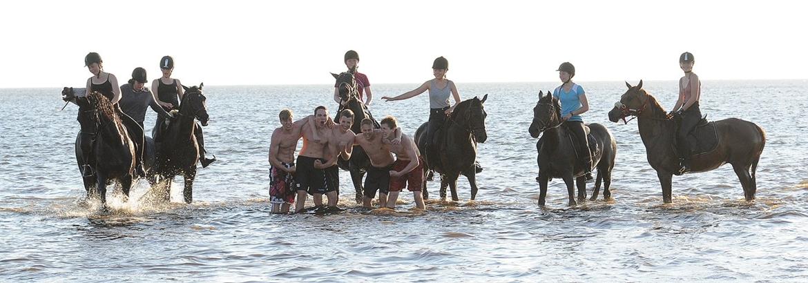 New Forest Elmholts Bravur  billede 15