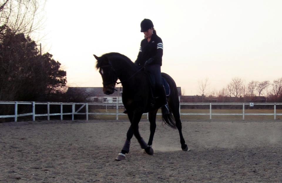 New Forest Elmholts Bravur  billede 16