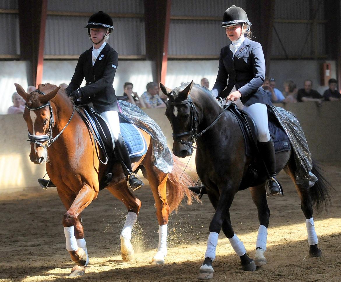 New Forest Elmholts Bravur  billede 18