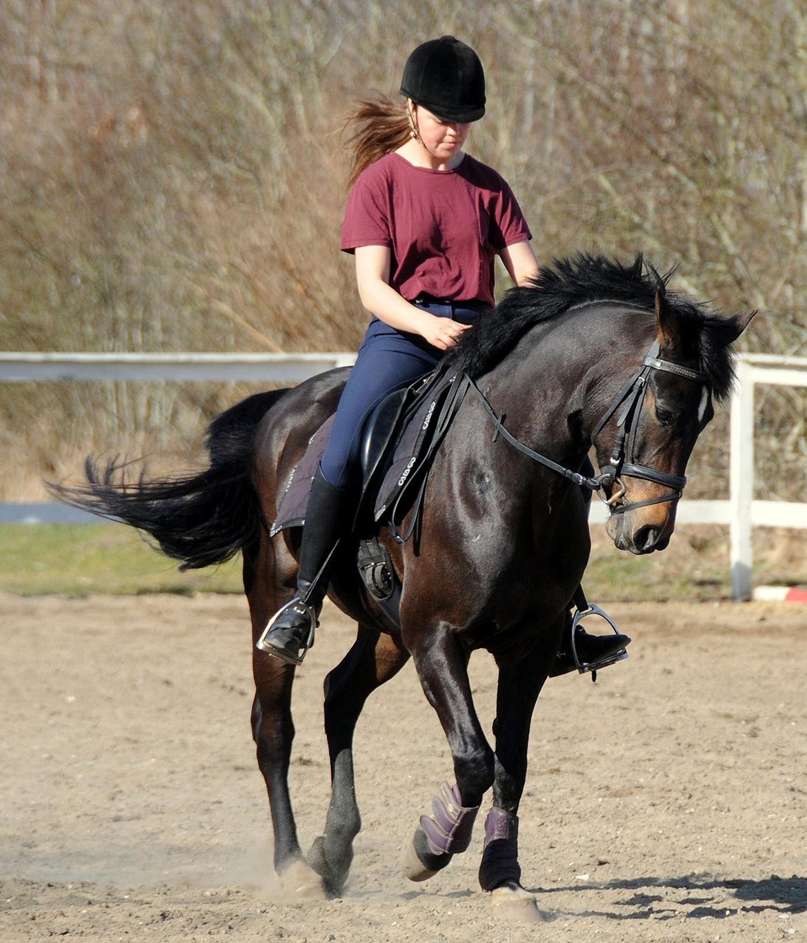 New Forest Elmholts Bravur  billede 19