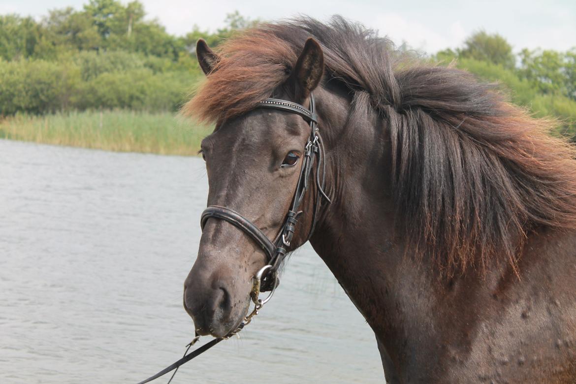 Islænder SVALA FRA ANNERUP (Svalte) - Svala fra Annerup, 06/08/13, badetur med Rikke billede 4