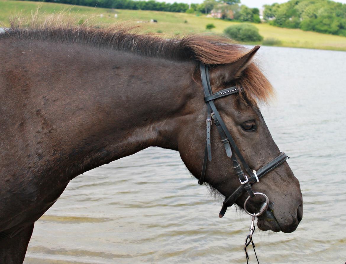 Islænder SVALA FRA ANNERUP (Svalte) - "Hesten tager mig som jeg er, men den bedømmer mig udfra hvad jeg gør- Monty Roberts, 06/08/13 billede 5