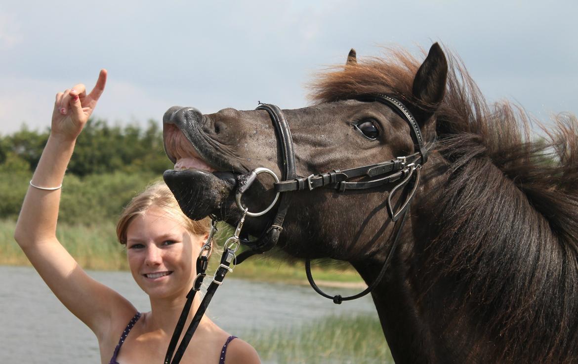 Islænder SVALA FRA ANNERUP (Svalte) - thing in life i would give you the ability to see yourself through my eyes, 06/08/13 billede 11