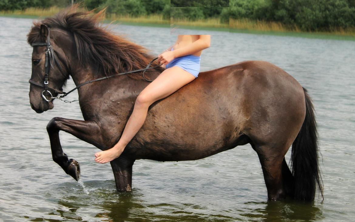 Islænder SVALA FRA ANNERUP (Svalte) - If you act like you've only got fifteen minutes, it will take all day. Act like you've got all day, it will take fifteen minutes- Monty Roberts, 06/08/13 billede 10