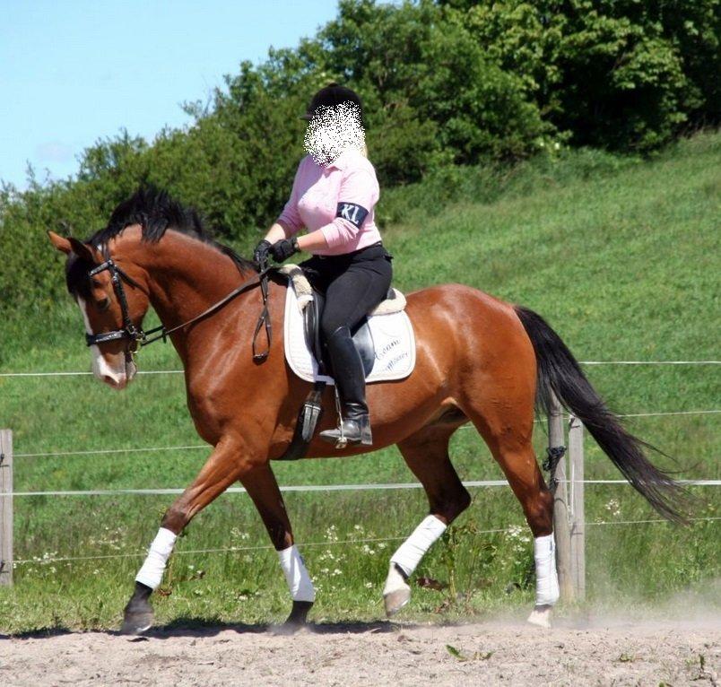 Dansk Varmblod Felix mosebo billede 1