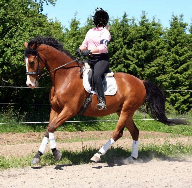 Dansk Varmblod Felix mosebo billede 3