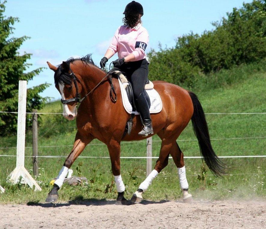 Dansk Varmblod Felix mosebo billede 5