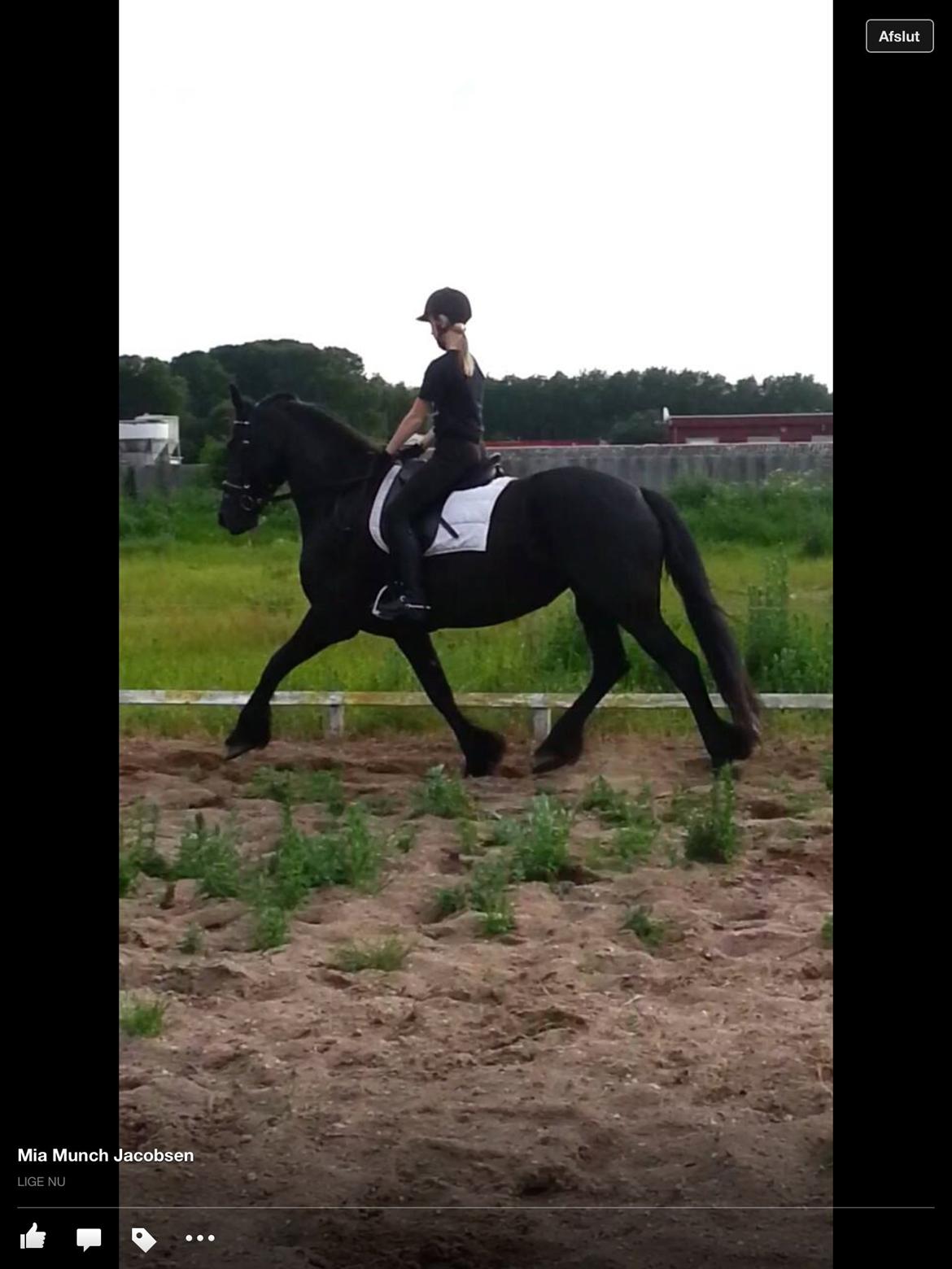 Frieser Tutsje Utt Foersum billede 4