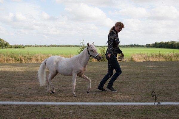 Amerikansk Miniature Marielunds Ballistic Golden Smartgirl - Champion yearling mares 30-32" billede 34