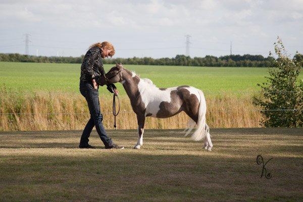 Belgisk Miniature MHS Ultra Denique Showgirl - Open yearling mares up to 38" billede 32