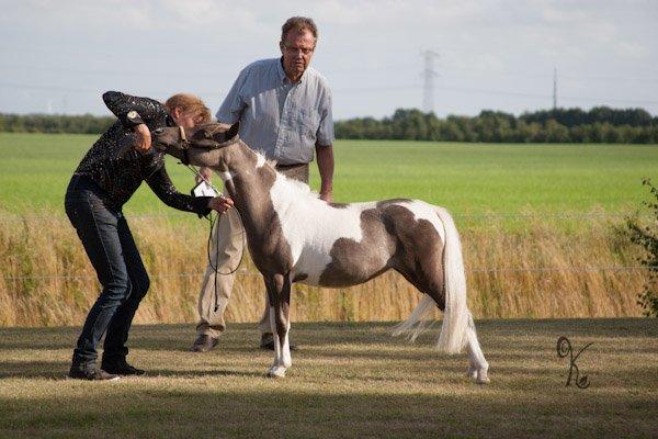 Belgisk Miniature MHS Ultra Denique Showgirl - Yearling mares up to 38" billede 33