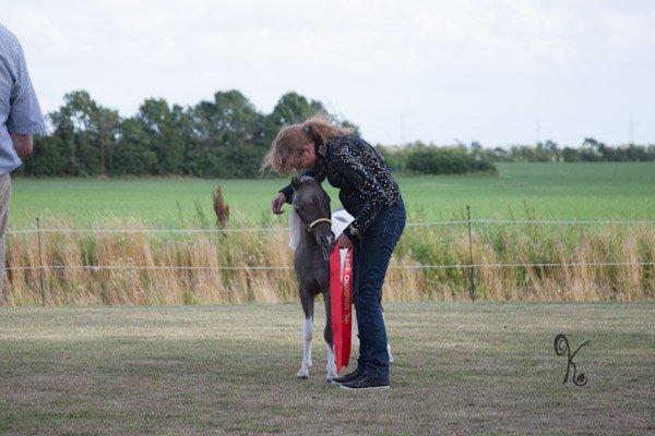 Belgisk Miniature MHS Ultra Denique Showgirl - Yearling mares up to 38" Res. Champion billede 34