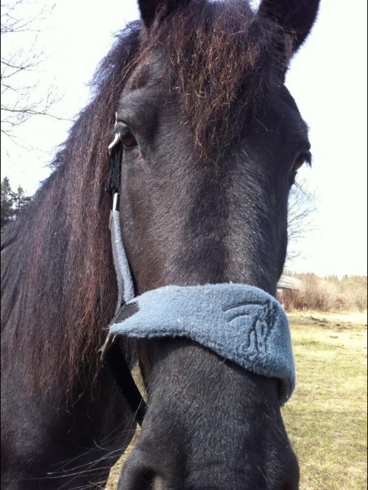 Frieser Tutsje Utt Foersum billede 6