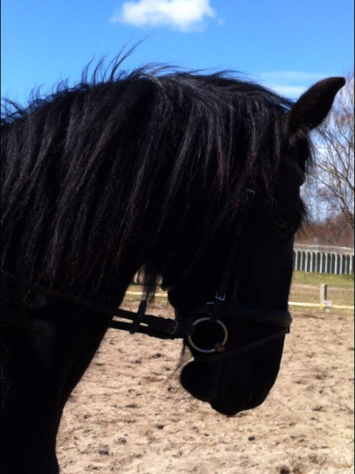 Frieser Tutsje Utt Foersum billede 7