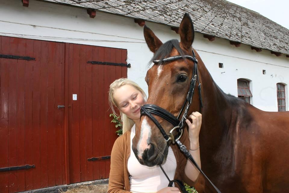 Dansk Varmblod Ocabell billede 5