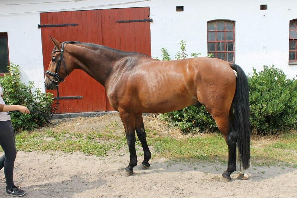 Dansk Varmblod Ocabell - Mangler stadig mange muskler, men har grundlaget for at få dem :) <3 billede 6