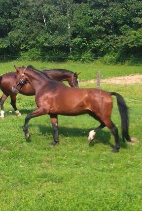 Dansk Varmblod Ocabell - Første gang på fold med damerne.  billede 7