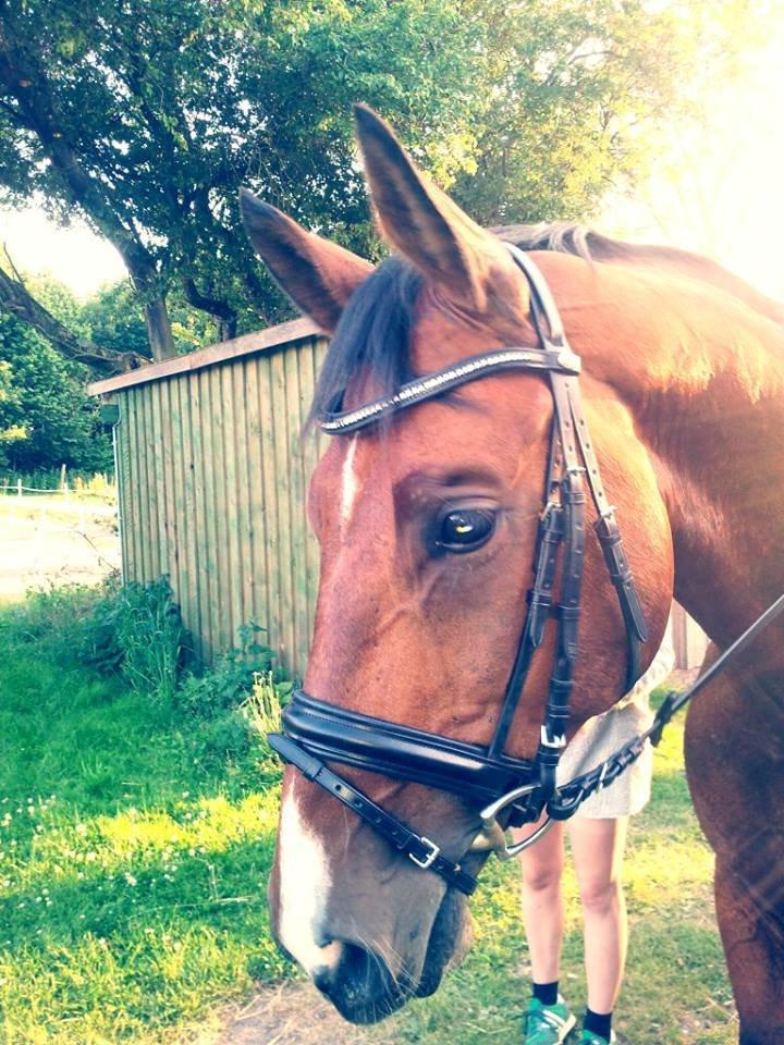 Dansk Varmblod Ocabell - Med sin nye trense fra Schockmühle. :) billede 8