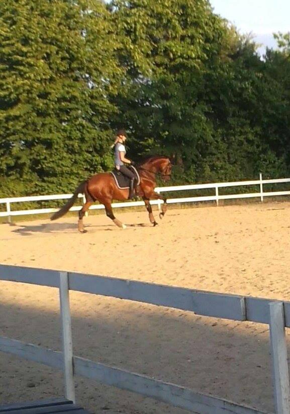 Dansk Varmblod Ocabell billede 4