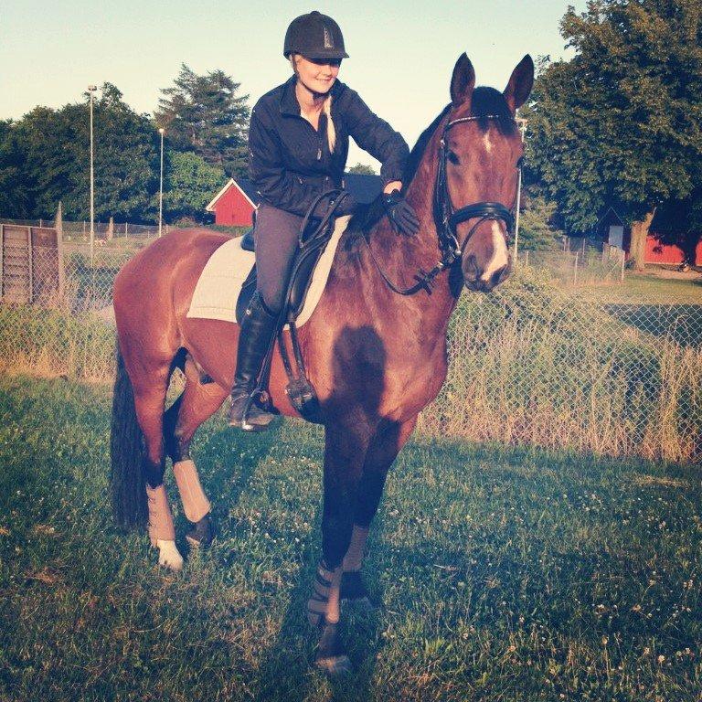 Dansk Varmblod Ocabell - Første gang på skridttur <3 billede 9