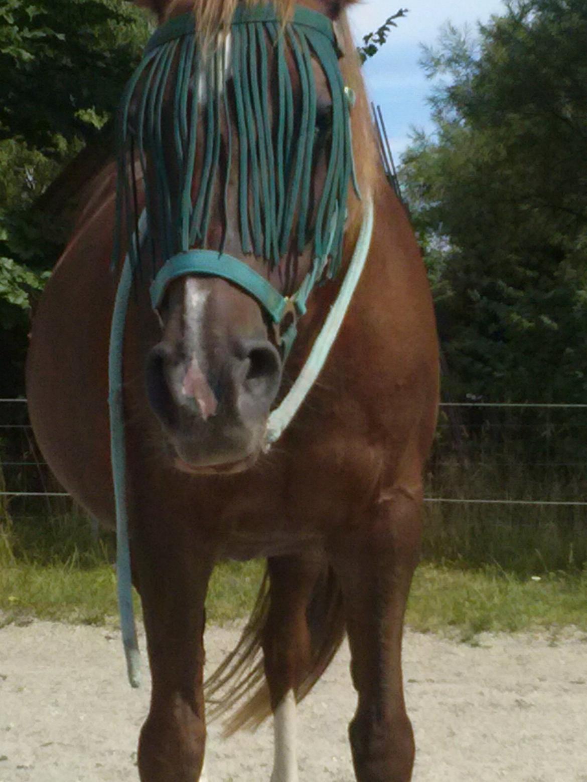 Dansk Varmblod Madame Pompie (Bygger) - her kommer jeg billede 7