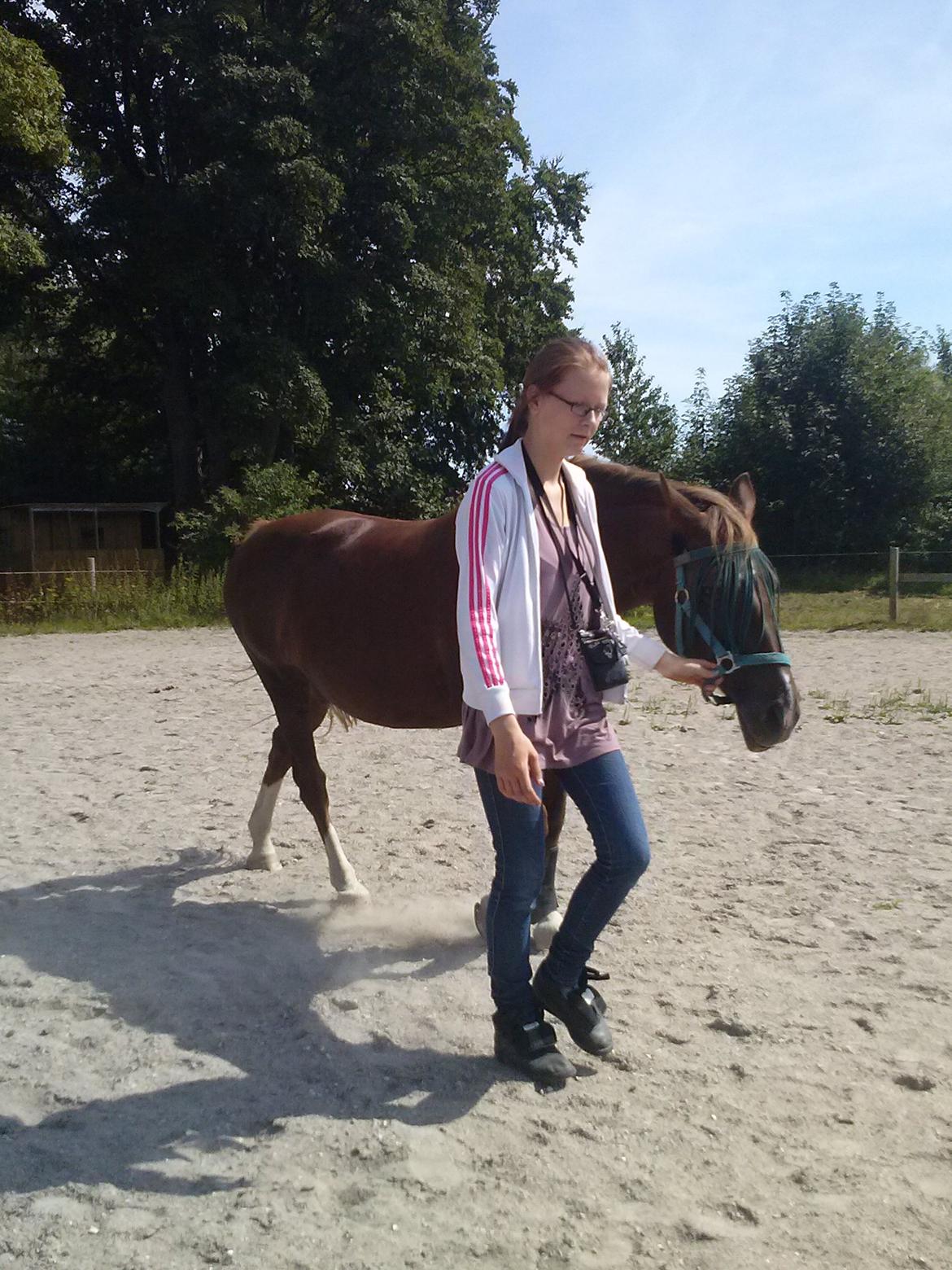 Dansk Varmblod Madame Pompie (Bygger) - der går pompie med sin ejer
(Sisse) billede 8