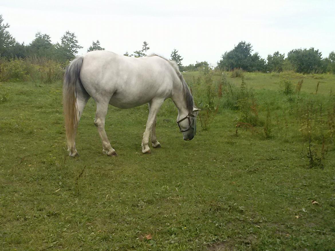 Hollandsk Sportspony Moonligt - der grasser hun billede 8