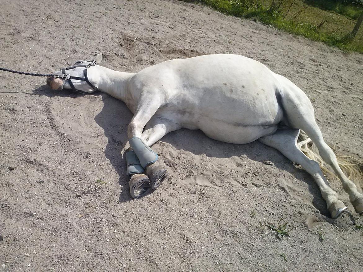 Hollandsk Sportspony Moonligt - der er munni billede 9