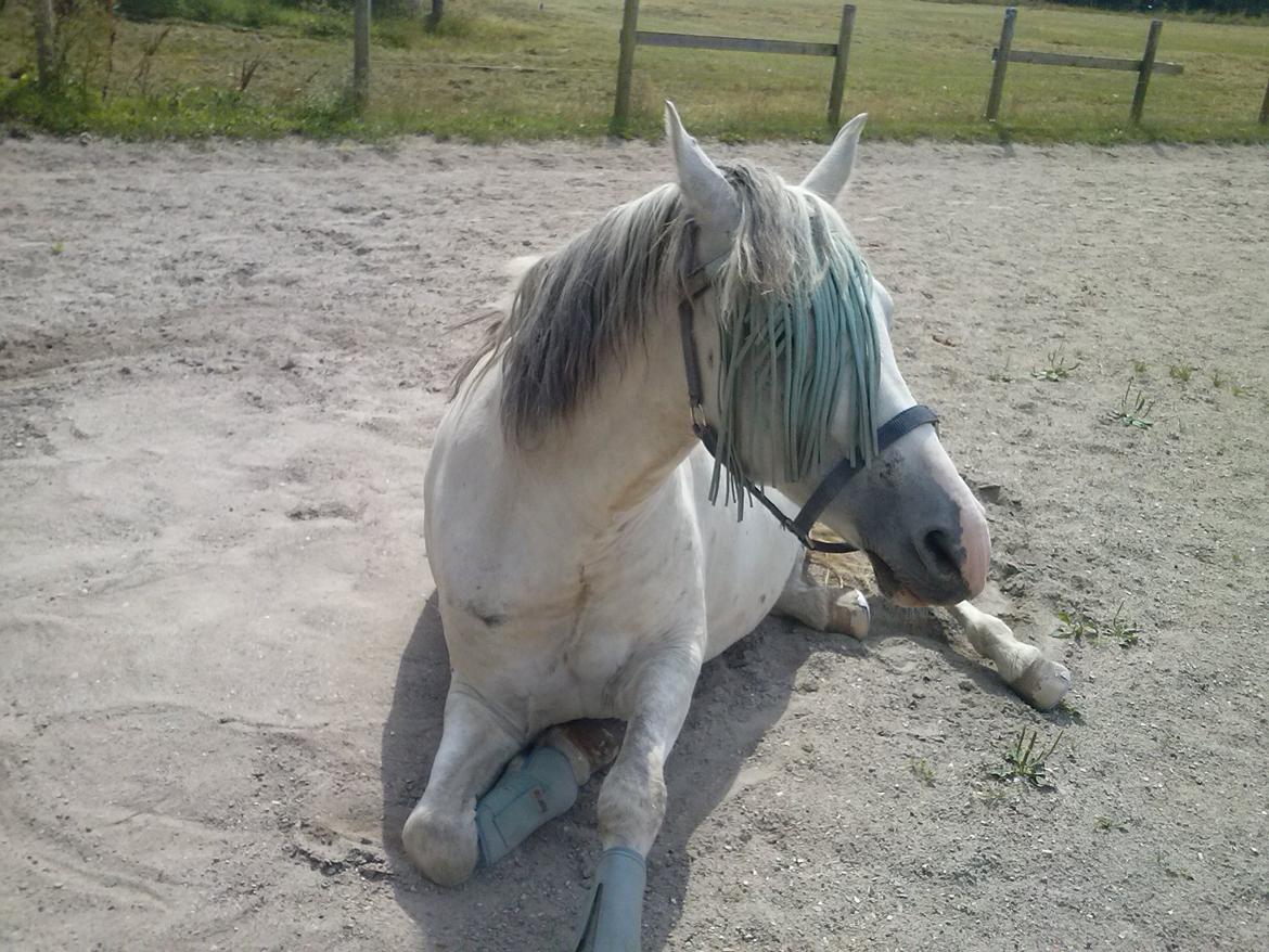 Hollandsk Sportspony Moonligt - Du vil altid være i mit hjerte billede 1