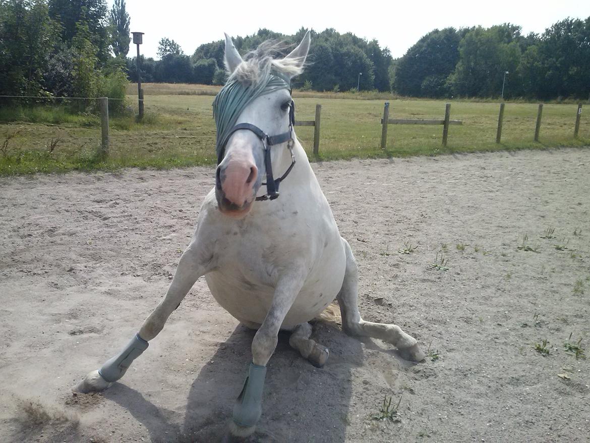 Hollandsk Sportspony Moonligt - der skal hun rejse sig billede 10