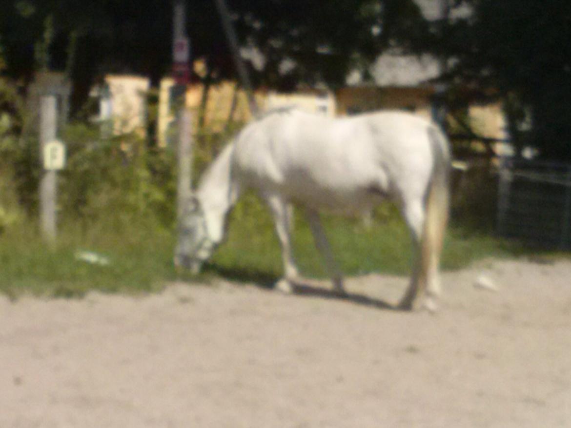 Hollandsk Sportspony Moonligt - der grasser hun på ridebanen billede 11
