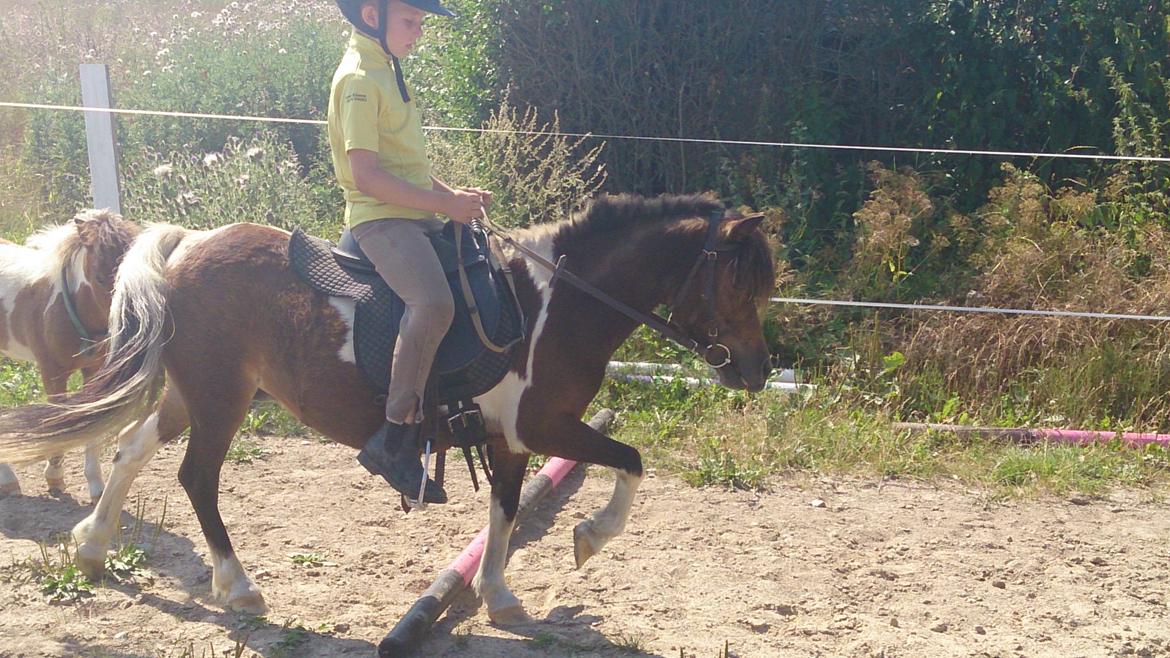 Shetlænder Plet billede 2