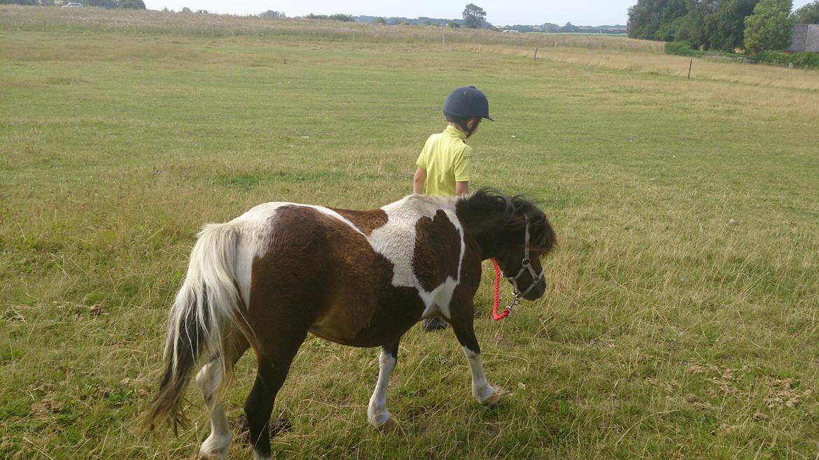 Shetlænder Plet billede 4