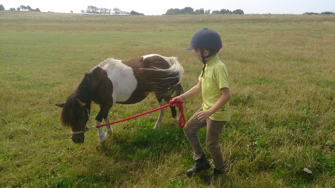 Shetlænder Plet billede 5