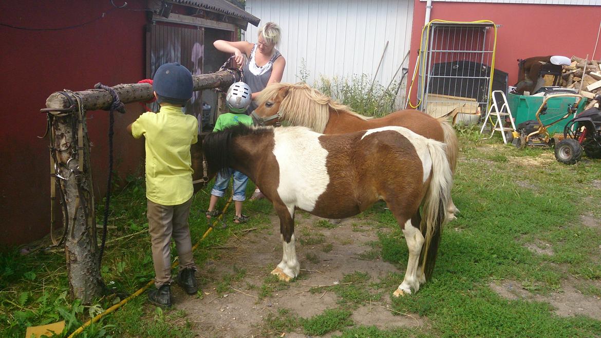 Shetlænder Plet billede 6