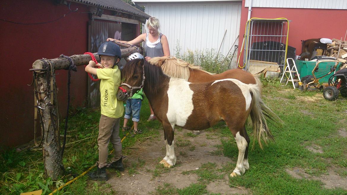 Shetlænder Plet billede 7