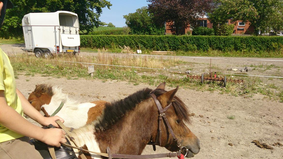 Shetlænder Plet billede 8