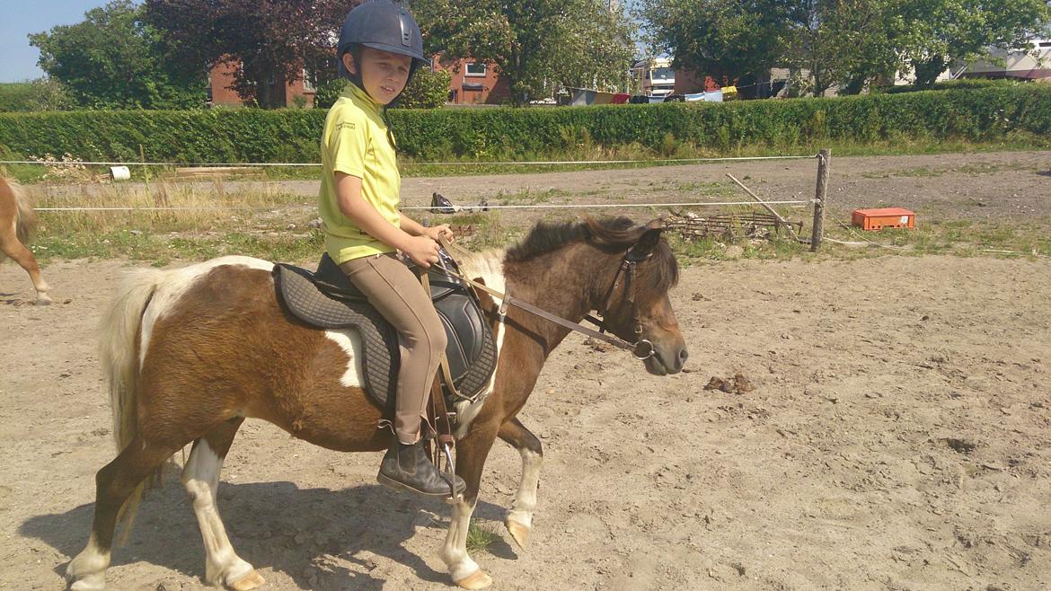 Shetlænder Plet billede 9