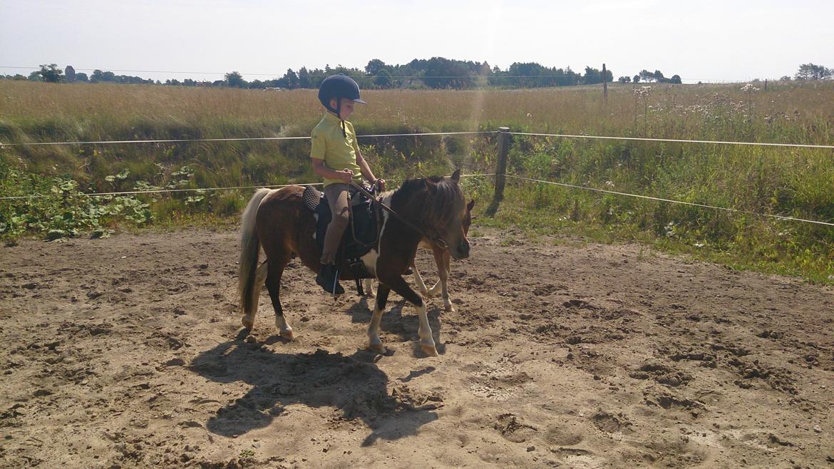 Shetlænder Plet billede 10