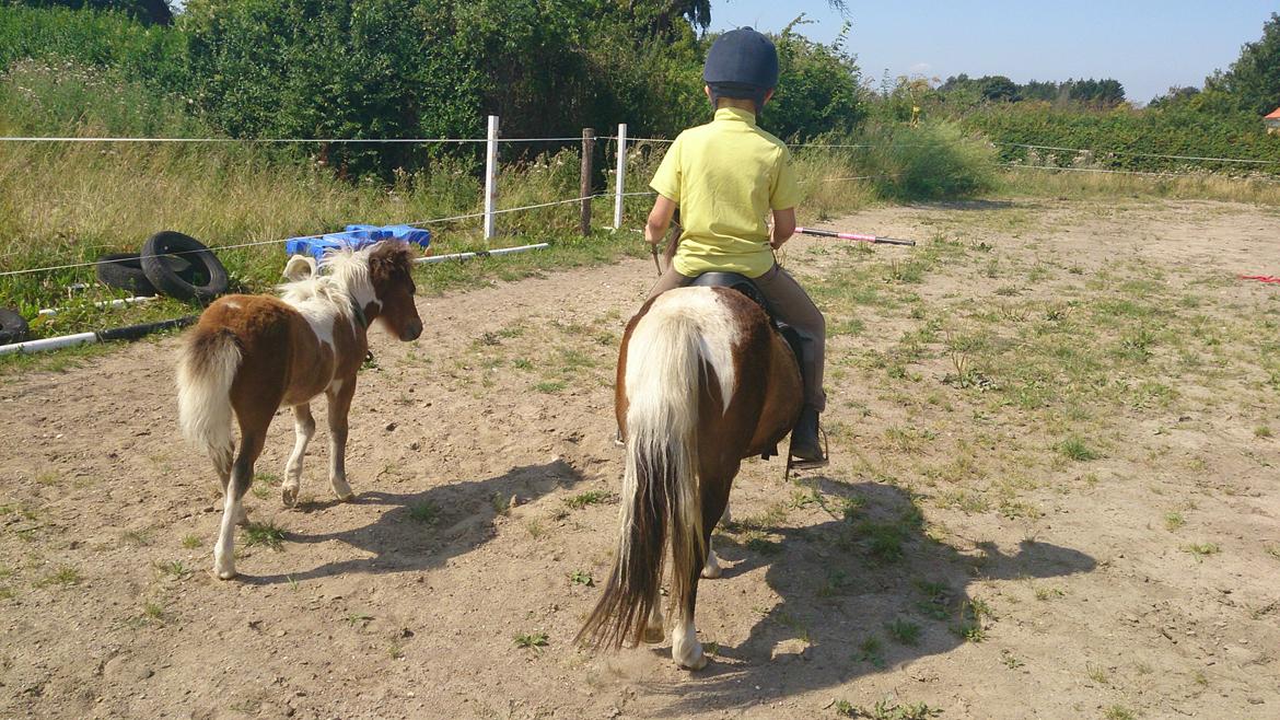 Shetlænder Plet billede 11