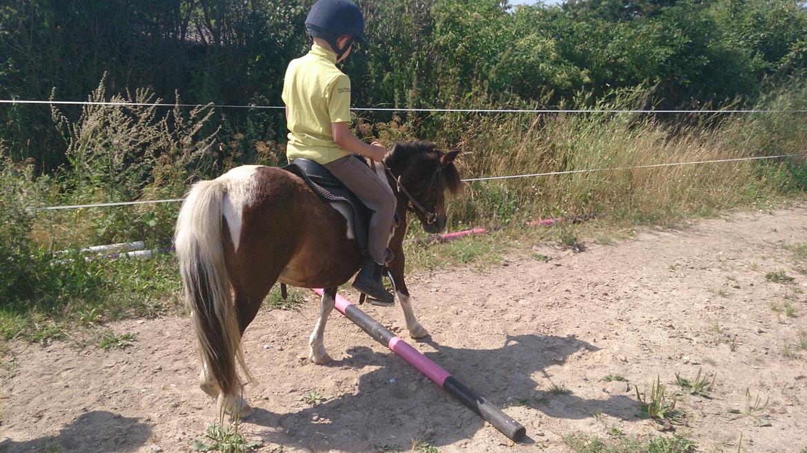 Shetlænder Plet billede 12