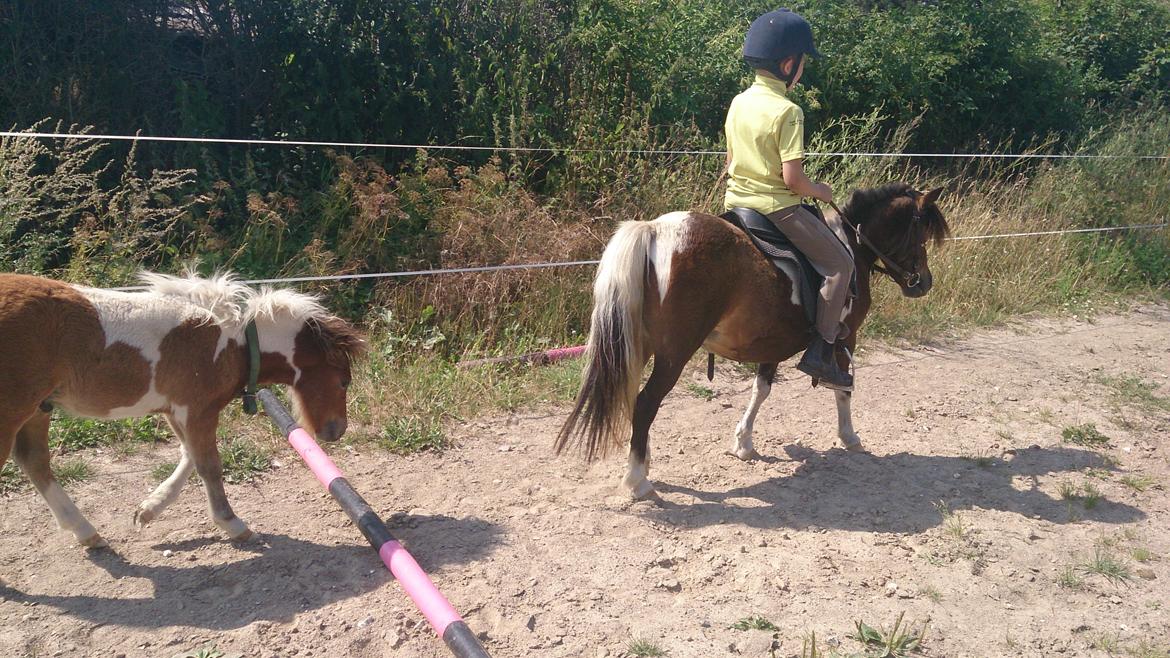 Shetlænder Plet billede 13