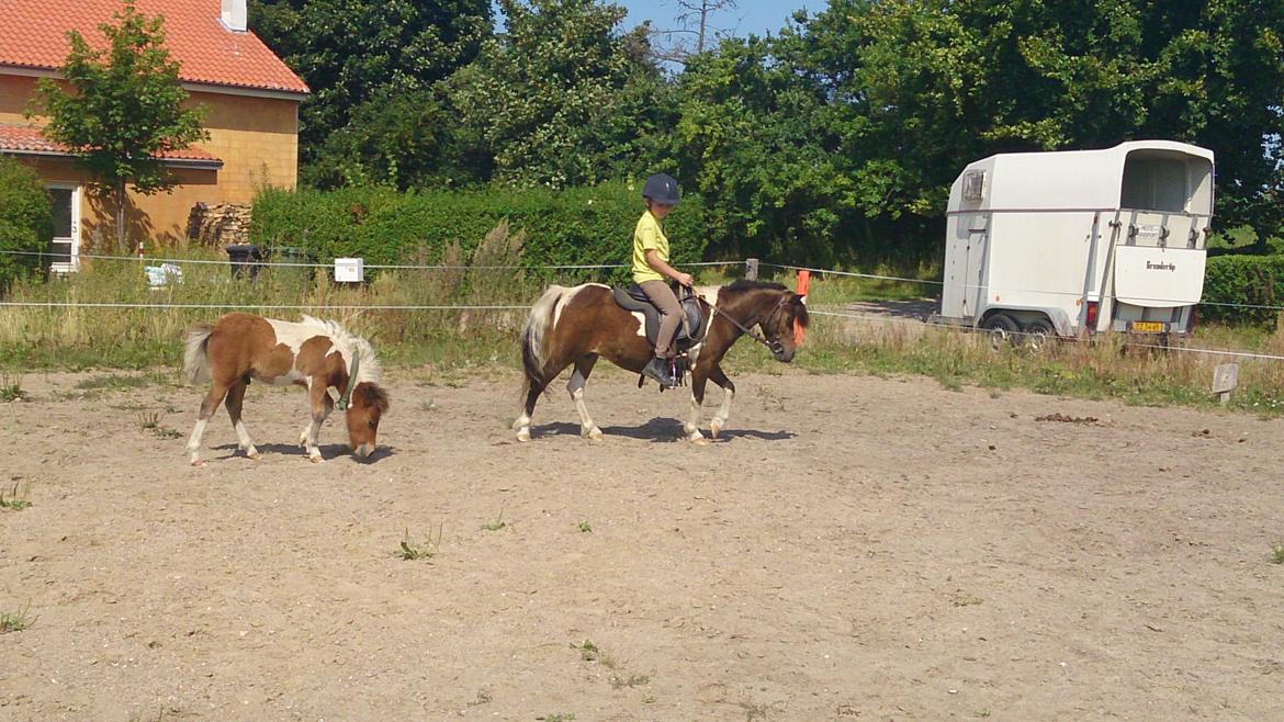 Shetlænder Plet billede 14