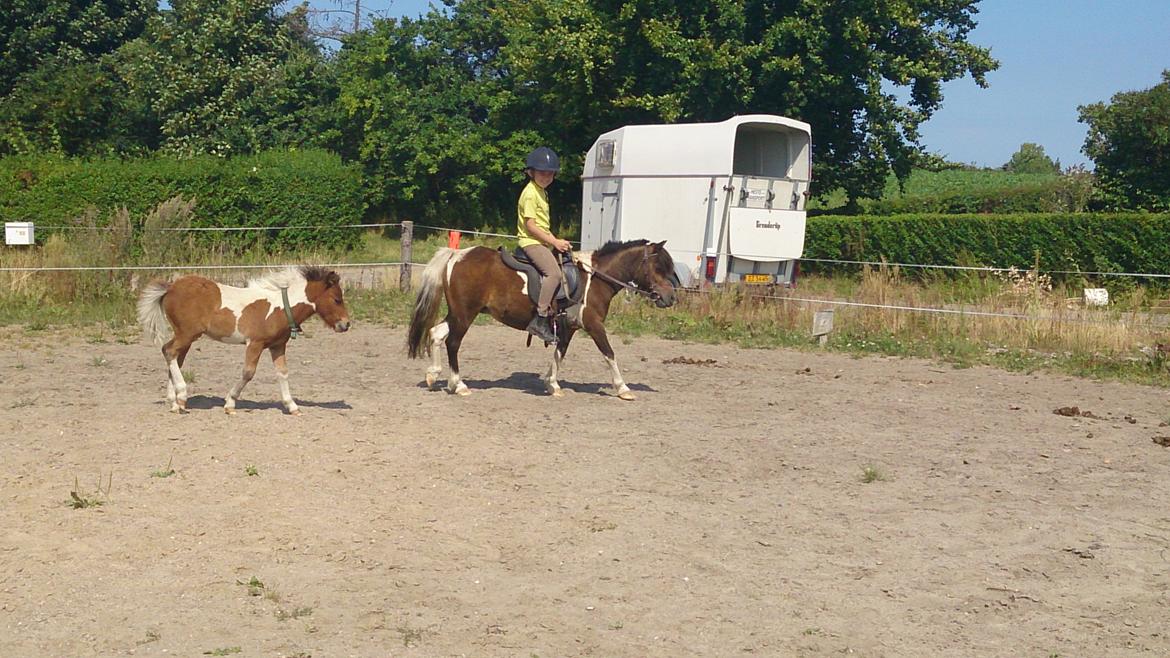 Shetlænder Plet billede 15