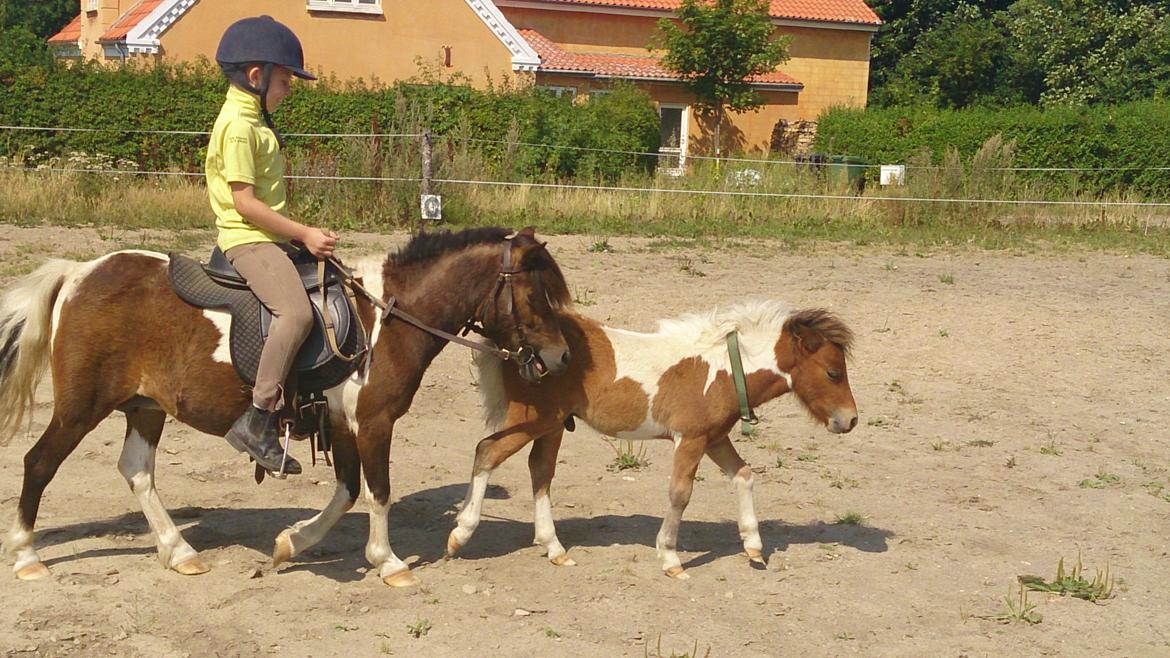 Shetlænder Plet billede 17