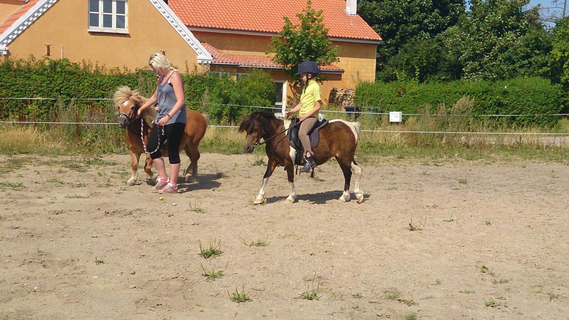 Shetlænder Plet billede 18