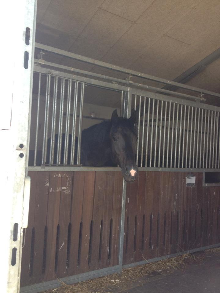 Dansk Varmblod Sir salvador - Smukke baby på Munkedal Horses, juli 2013 billede 18