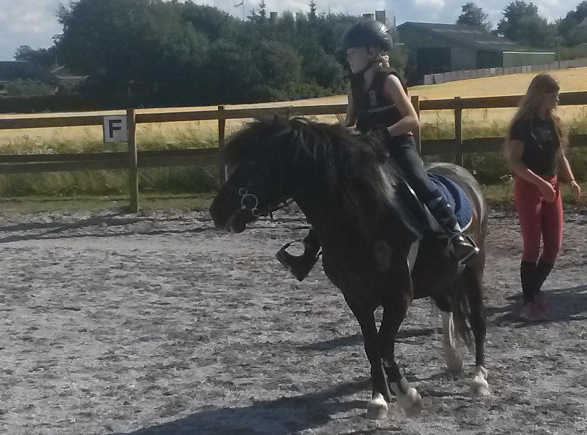 Anden særlig race Hestelunds Sokki - Sokki og mig til rytterlejr hos en veninde fra klassen billede 2